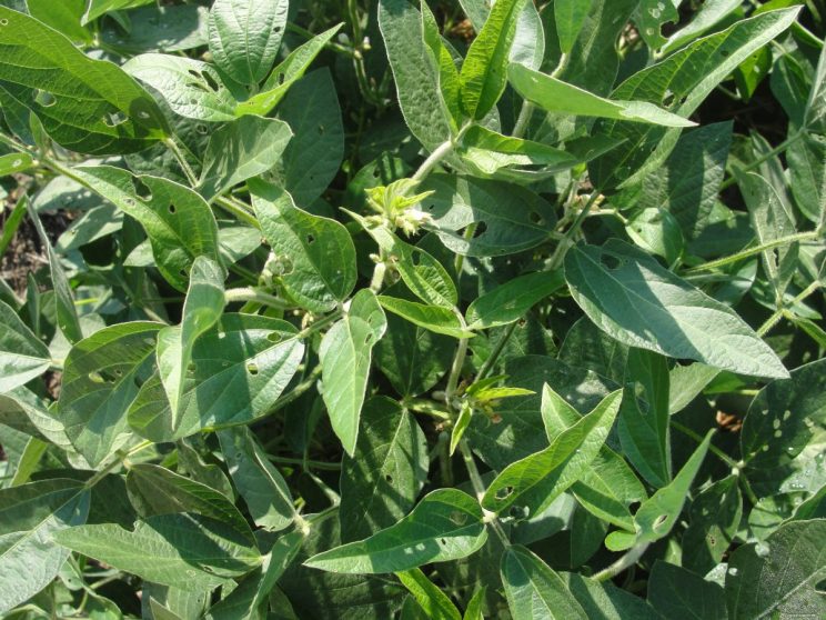 Close-up of plants in field