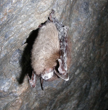 Close-up of a brown bat's white nose