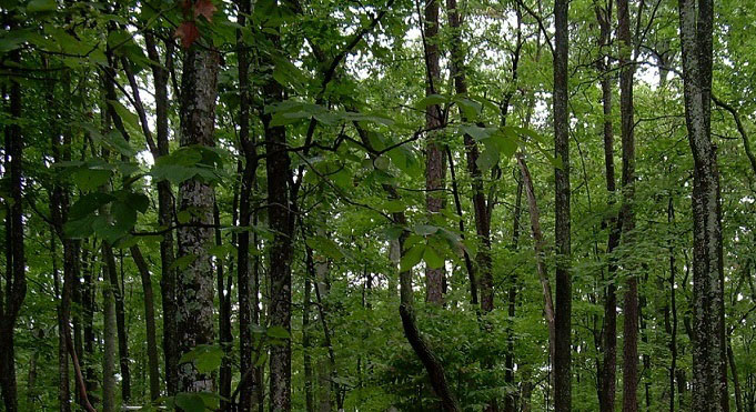 View from in a forest of trees