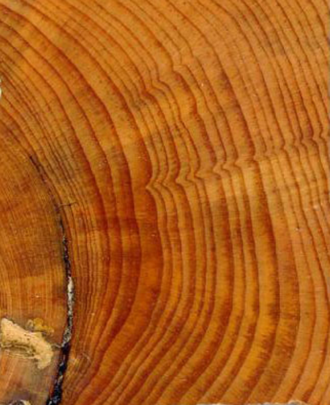 Close-up view of a section of tree rings