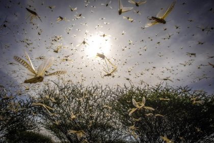 A swarm of desert locusts begins to obscure the view of the tops of trees and a darkened sky with clouds that largely block out the sun.