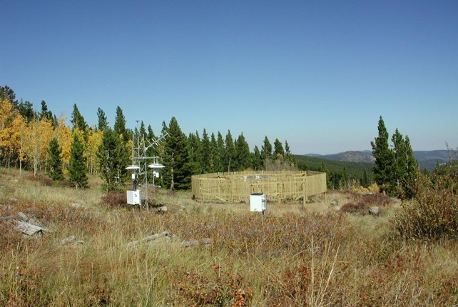 Field on mountain with pine trees and mountains in the distance