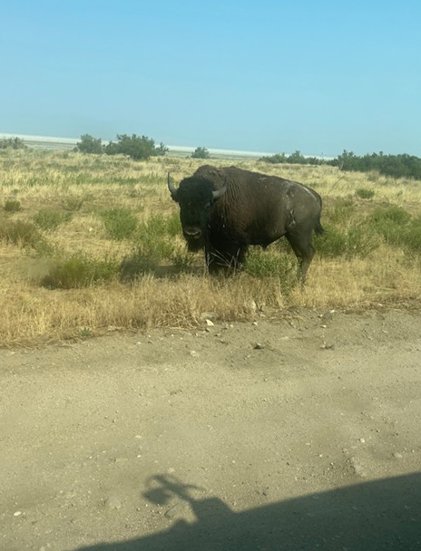 Bison on the side of a dirt road