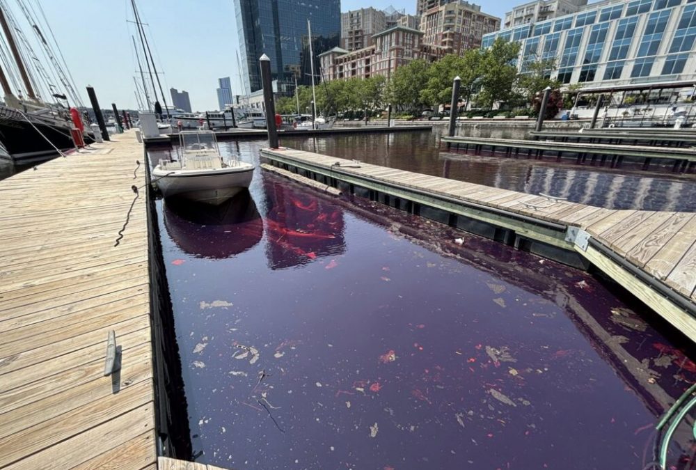 diesel-spill-harbor-east-MDE-photo-1024x768 Diesel spill in Baltimore Harbor East, red sheen is due to dye in the fuel. Credit: Maryland Department of the Environment