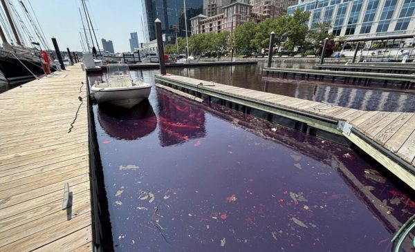 Diesel spill in Baltimore Harbor East, red sheen is due to dye in the fuel. Credit: Maryland Department of the Environment